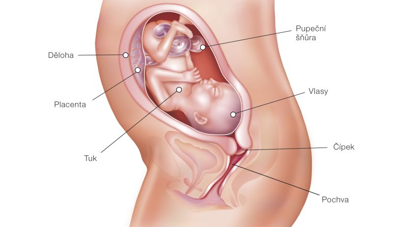 Fotografie (25. týždeň tehotenstva: Vývoj plodu a tehotenské zmeny)